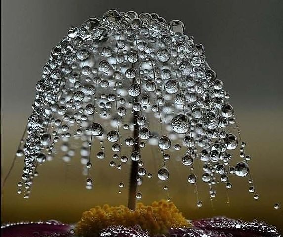 Обложка произведения 'Цветок дождя'