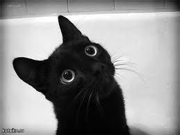 Обложка произведения 'Рассказ черной кошки'