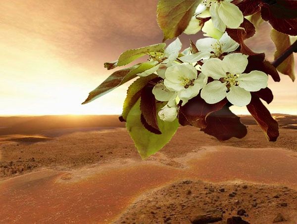 Обложка произведения 'Яблони будут цвести и на Марсе'