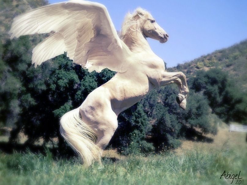 Наездник пегаса сканворд. Конь с крыльями. Белая лошадь на дыбах. Белая лошадь с крыльями. Летающий конь.