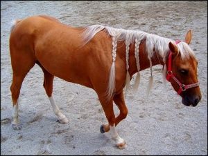 Лошадь с косичками