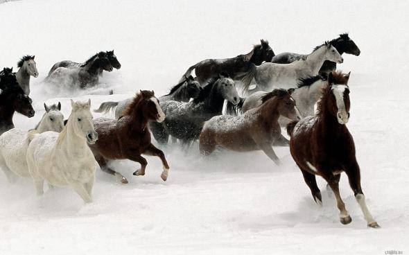 Обложка произведения 'Мчатся кони через поле'