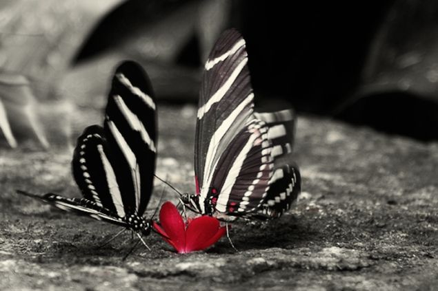Обложка произведения 'Пережевывая бабочку'