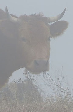 Обложка произведения 'Коровы ели туман'