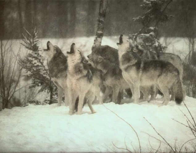 Обложка произведения 'Почему волки воют на луну?'