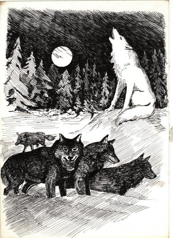 Обложка произведения 'Волк из стаи'