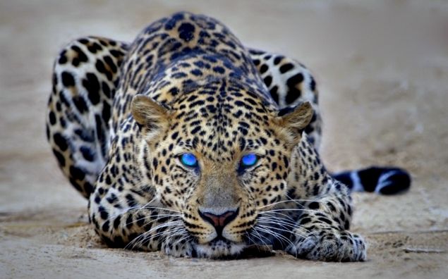 Обложка произведения 'Леопард с голубыми глазами'