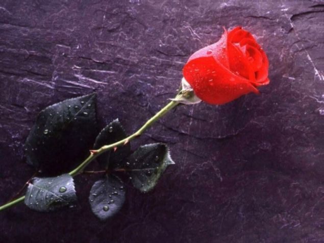 Обложка произведения 'Красная роза. Часть I. Как все начиналось.'