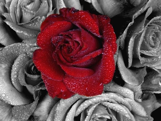 Обложка произведения 'Красная роза. Часть II. Новая жизнь.'