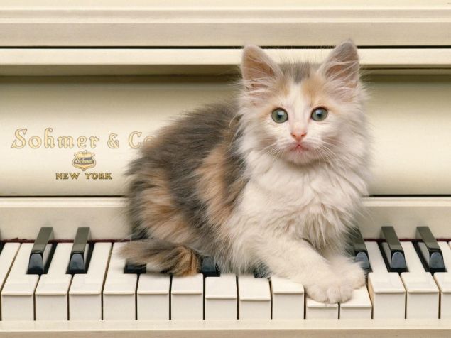 Обложка произведения 'Кот и пианино.'