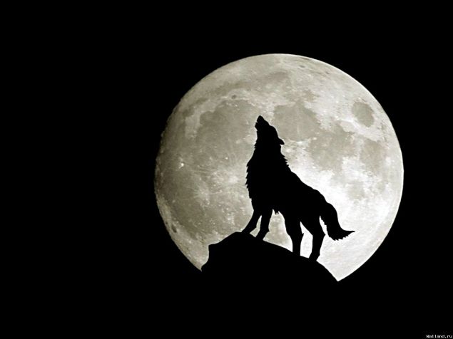 Обложка произведения 'Волчица'