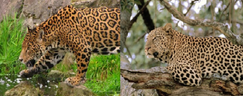 ягуар-леопард