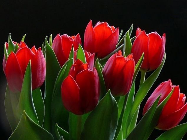 Обложка произведения 'Алые тюльпаны.'