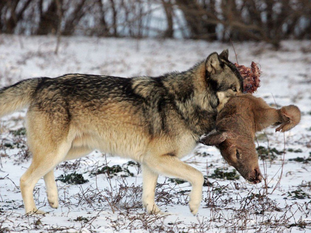 Кто может съесть волка