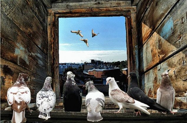 Обложка произведения 'Смотрю на город... Из рубрики «Петроградские хайку»'