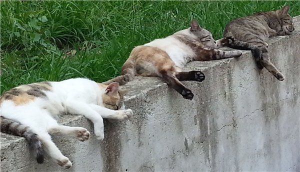 Тысяча чертей! Где же Арамис?