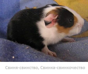 Обложка произведения 'Рифмоплётка'