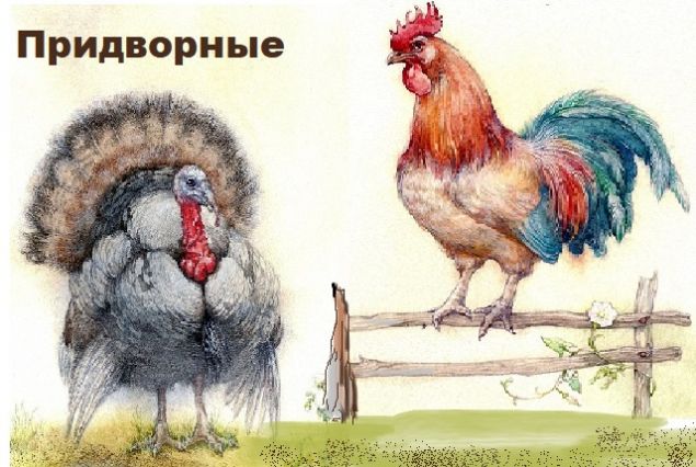 Обложка произведения 'Индюк и петух'