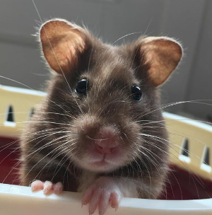 хомяк хомяк