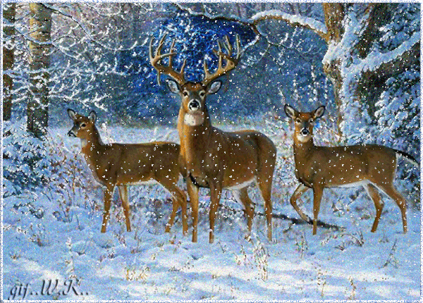 Обложка произведения 'Зима, красавица зима'