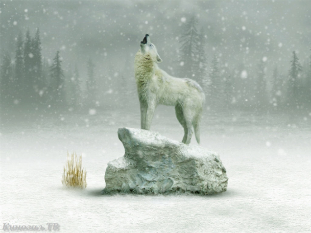 Обложка произведения 'Снежные волки'