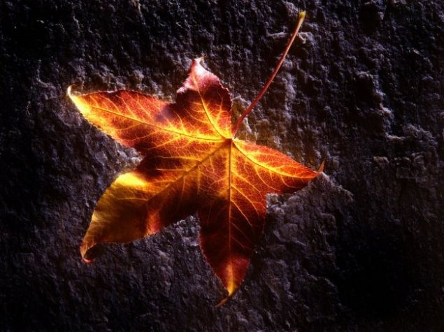 Обложка произведения 'Уж осень, глубокая осень...'