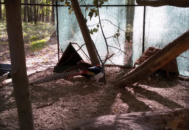 Фазан алмазный