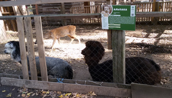 Альпаки