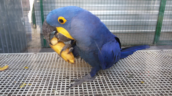 Гиацинтовый ара