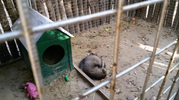 Еще один енот