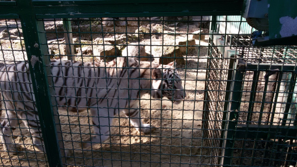 Бенгальский тигр