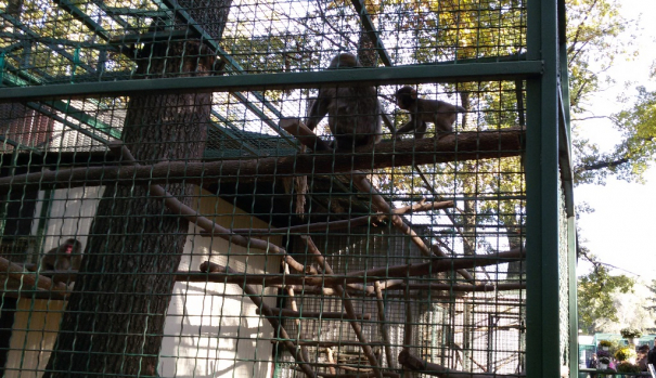 Японская макака