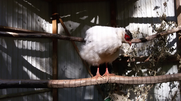 Белый ушастый фазан