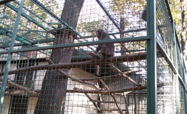 Японская макака