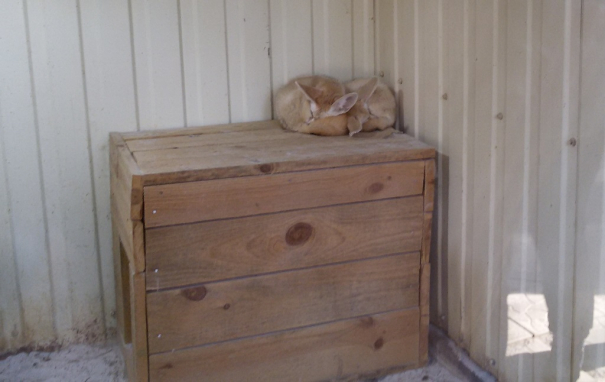 Лисичка фенек