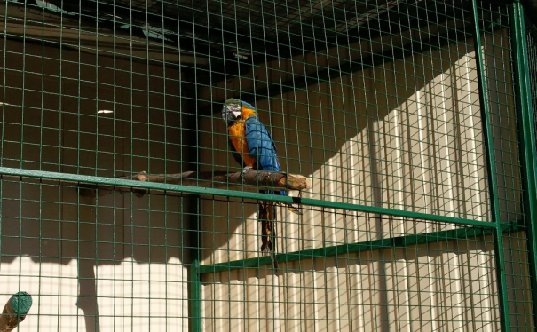 Сине-желтый ара