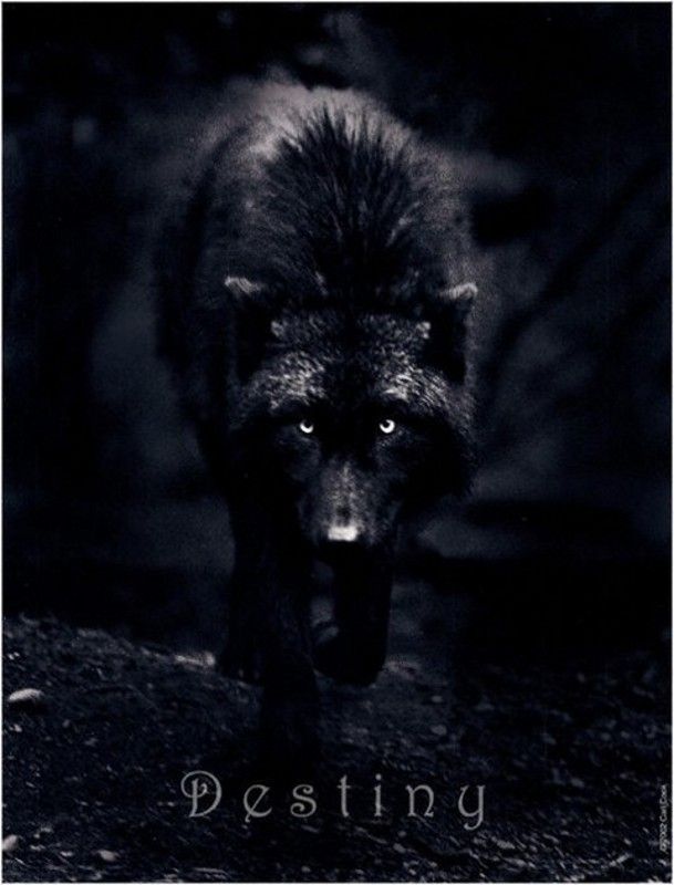 Обложка произведения 'Великий страшний чорний вовк і шоколадна вовчиця'