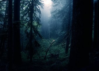 Обложка произведения 'Побег из леса'