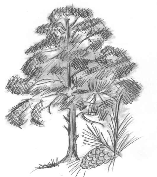 Обложка произведения 'Самое  важное дерево'