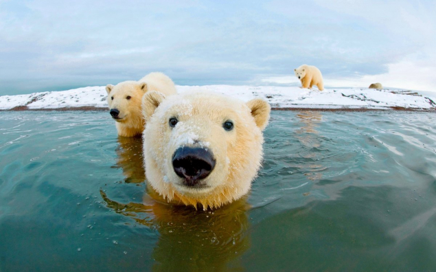 Обложка произведения 'Я хотел бы побывать в Арктике'