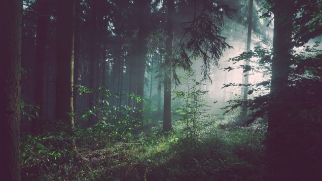 Обложка произведения 'Лесная школа'