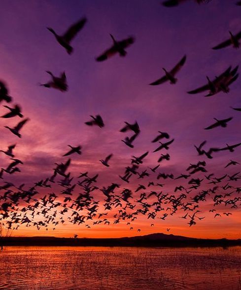 Обложка произведения 'Ария для тысячи летящих птиц.'