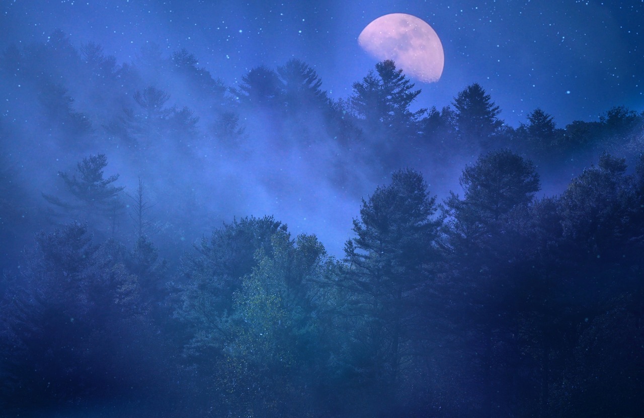 Ночи серых дней короче. Луна в лесу. Луна Эстетика. Эстетика ночь Луна. Лес на фоне Луны.