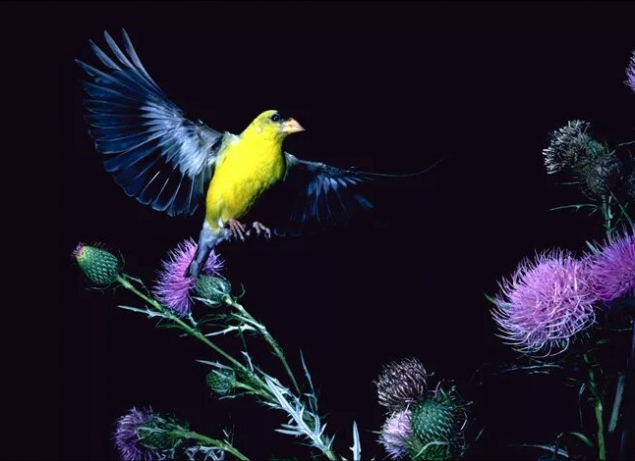 Обложка произведения 'Золотые птички фитьпирю'