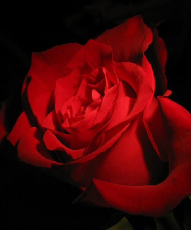Обложка произведения 'Кровь на лепестках свежих роз'