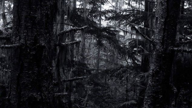 Обложка произведения 'Чёрный лес'