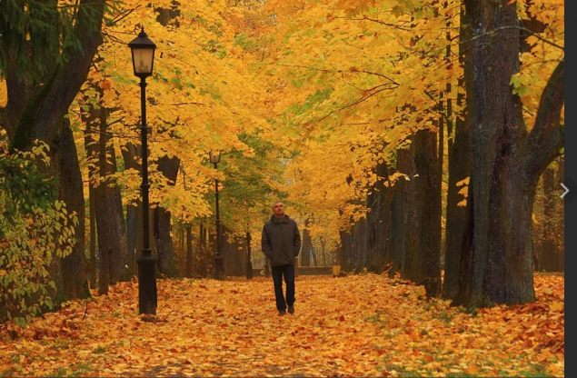Обложка произведения 'Осенней улицы прикосновения'