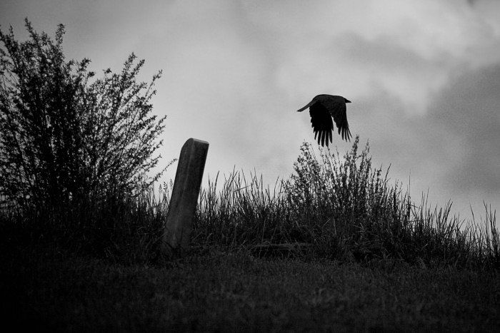 по моей комнате гуляют черные вороны. фотоохота на птиц. ворон на кладбище. нервы вороны обложка. гуляют черные вороны.