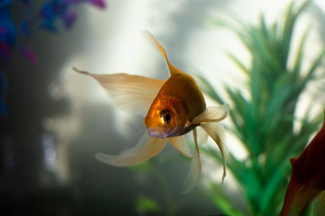 Обложка произведения 'Золотая рыбка'