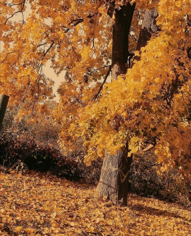 Обложка произведения 'ПЕРЕЙДИ НА КОГО-ТО'